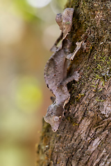 Image showing Uroplatus Phantasticus, Reserve Peyrieras Madagascar Exotic, Madagascar