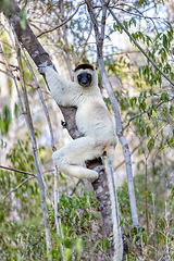 Image showing Verreauxs Sifaka, Propithecus verreauxi, Kirindy Forest, Madagascar wildlife animal.