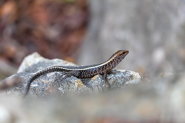 Image showing Western Girdled Lizard, (Zonosaurus Laticaudatus), Tsingy De Bemaraha