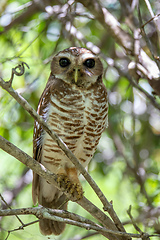 Image showing White-browed owl, Athene superciliaris. Zombitse-Vohibasia, Madagascar