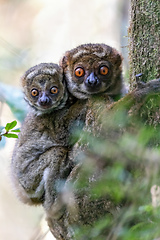 Image showing Avahi, Peyrieras' Woolly Lemur, Avahi peyrierasi, Madagascar wildlife animal.