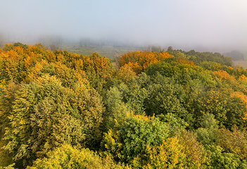 Image showing Aerial view of beautiful forest in autumn