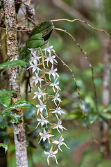 Image showing Aerangis Modesta, Aerangis articulat, Andasibe-Mantadia, Madagascar