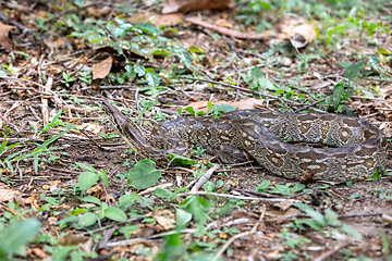 Image showing Snake Dumeril's boa, Acrantophis dumerili, Isalo National Park, Madagascar