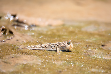 Image showing Barred Mudskipper, Periophthalmus argentilineatus, Kivalo, Madagascar