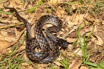 Image showing Cat-eyed Snake, Madagascarophis colubrinus, Miandrivazo Madagascar