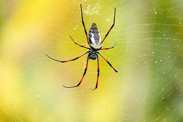 Image showing Golden Silk Orb-Weaver, Trichonephila - Nephila inaurata madagascariensis, Ranomafana National Park, Madagascar