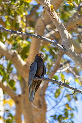 Image showing Greater vasa parrot, Coracopsis vasa, Tsimanampetsotsa Nature Reserve, Madagascar
