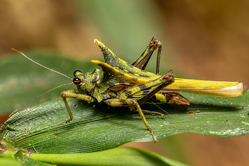 Image showing Green Grouse locust, Holocerus taurus, Ranomafana National Park, Madagascar