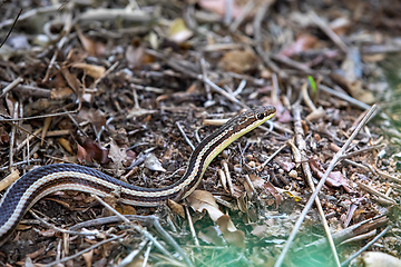 Image showing Lateral Water Snake, Thamnosophis Lateralis, Zombitse-Vohibasia National Park, Madagascar