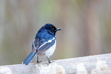 Image showing Madagascar Magpie-Robin, Copsychus albospecularis male