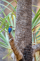 Image showing Madagascar Malachite Kingfisher, Corythornis vintsioides vintsioides, Isalo National Park, Madagascar