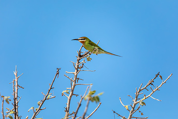 Image showing Bird Madagascar bee-eater (Merops superciliosus), Anakao. Madagascar