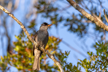 Image showing Malagasy Bulbul (Hypsipetes Madagascariensis), Ranomafana National Park