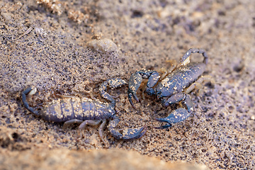 Image showing Scorpion Opisthacanthus madagascariensis, Isalo National Park, Madagascar