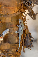 Image showing Thicktail day gecko, Phelsuma breviceps, Arboretum d'Antsokay, Madagascar