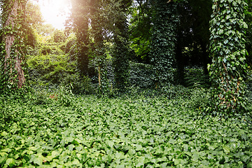 Image showing Forest landscape, leaves and trees with sunshine, summer and growth for sustainability, nature and green. Outdoor bush, woods and spring for plants in healthy environment, countryside or rainforest