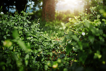 Image showing Forest landscape, leaves and ground with trees, sunshine and growth for sustainability, nature and green. Outdoor bush, woods and spring for plants in healthy environment, countryside or rainforest