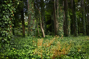 Image showing Forest landscape, leaves and outdoor with trees, sunshine or growth for sustainability, nature and green. Bush, woods and leaves in spring for plants in healthy environment, countryside or rainforest
