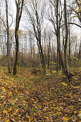 Image showing leaf fall in autumn and on maple trees