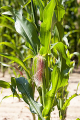 Image showing sweet corn is grown