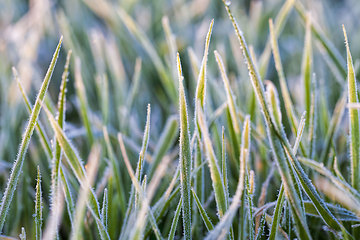 Image showing wheat or rye sown for winter