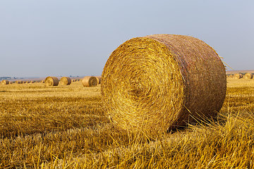 Image showing agricultural field with straw stacks