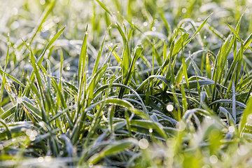 Image showing winter weather in an agricultural field