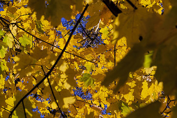 Image showing leaf fall in autumn and on maple trees