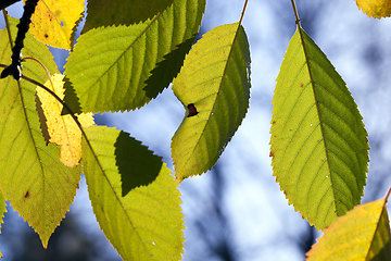 Image showing specifics and features of the autumn season