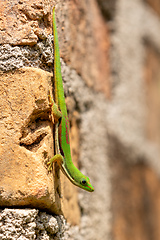 Image showing Lined day gecko, Phelsuma lineata, Reserve Peyrieras Madagascar Exotic, Madagascar