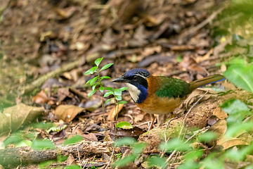 Image showing Pitta-Like Ground Roller (Atelornis Pittoides), Ranomafana National Park