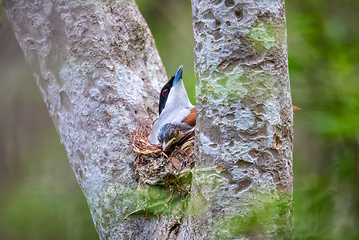 Image showing Rufous Vanga, Schetba Rufa, Zombitse-Vohibasia National Park, Madagascar