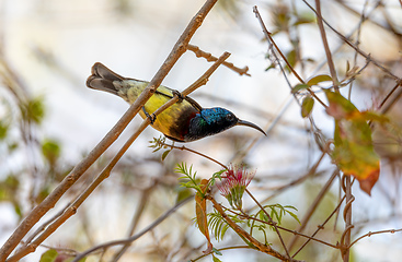 Image showing Endemic bird Souimanga Sunbird, Cinnyris Sovimanga, Kirindy Forest, Madagascar