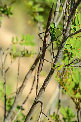 Image showing Stick Insect, Achrioptera impennis, Isalo National Park, Madagascar