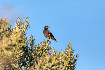 Image showing Bird Common myna, Acridotheres tristis, Anakao, Madagascar