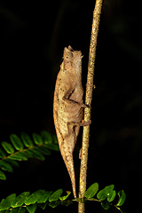 Image showing Brown leaf chameleon, Brookesia superciliaris, Andasibe-Mantadia National Park, Madagascar