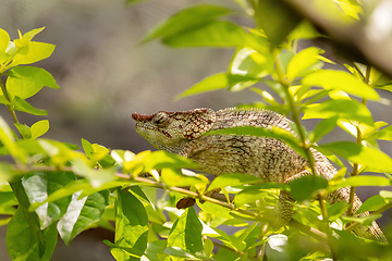 Image showing Short-horned chameleon, Calumma brevicorne, Reserve Peyrieras Madagascar Exotic, Madagascar