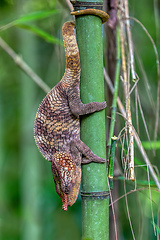 Image showing Short-horned chameleon, Calumma brevicorne, Andasibe-Mantadia National Park, Madagascar