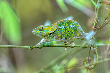 Image showing Short-horned chameleon, Calumma brevicorne, Andasibe-Mantadia National Park, Madagascar