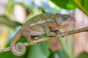 Image showing Globe-horned chameleon or flat-casqued chameleon, Calumma globifer, Female, Reserve Peyrieras Madagascar Exotic