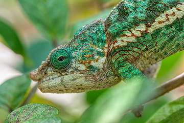 Image showing Globe-horned chameleon or flat-casqued chameleon, Calumma globifer, Male, Reserve Peyrieras Madagascar Exotic