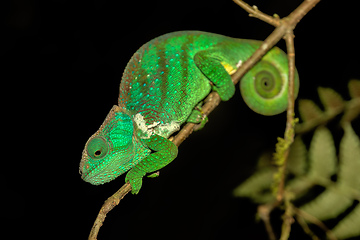 Image showing O'Shaughnessy's chameleon, Calumma oshaughnessyi, Ranomafana National Park