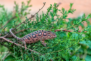 Image showing Carpet chameleon, Furcifer lateralis, Ranomafana National Park, Madagascar