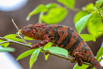 Image showing Furcifer nicosiai, Tsingy de Bemaraha, Madagascar wildlife