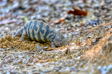 Image showing Furcifer nicosiai, Tsingy de Bemaraha, Madagascar wildlife