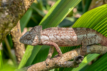 Image showing Oustalet's chameleon, Furcifer oustaleti, Reserve Peyrieras Madagascar Exotic, Madagascar