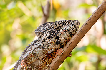 Image showing Oustalet's chameleon, Furcifer oustaleti, Reserve Peyrieras Madagascar Exotic, Madagascar