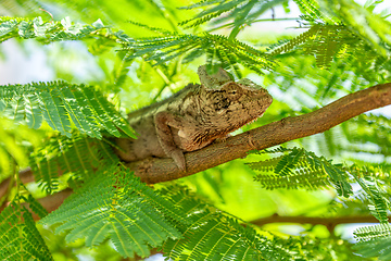 Image showing Oustalet's chameleon, Furcifer oustaleti, Andasibe-Mantadia National Park, Madagascar