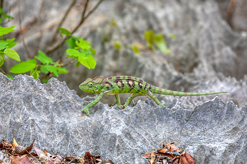 Image showing Oustalet's chameleon, Furcifer oustaleti female, Tsingy de Bemaraha, Madagascar